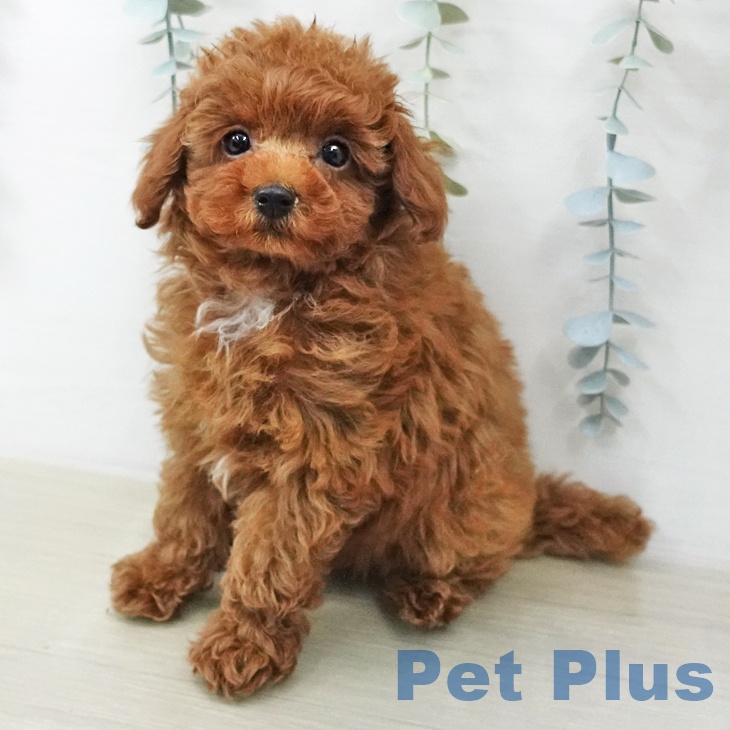 トイ・プードル