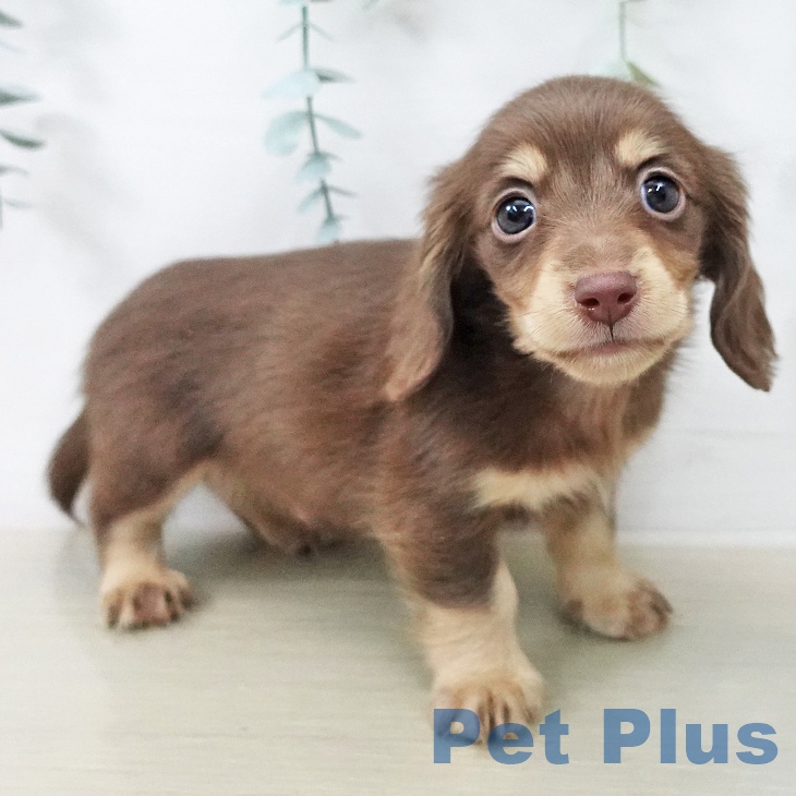 ミニチュア・ダックスフンドの写真2