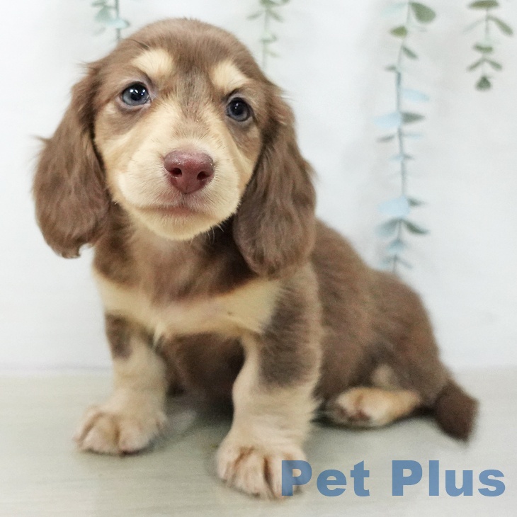 ミニチュア・ダックスフンドの写真2