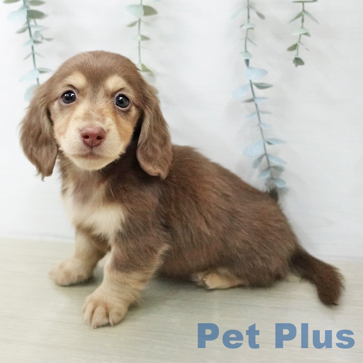 ミニチュア・ダックスフンド