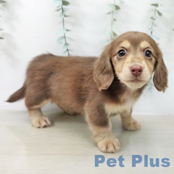 ミニチュア・ダックスフンドの写真2