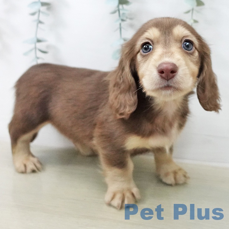 ミニチュア・ダックスフンド