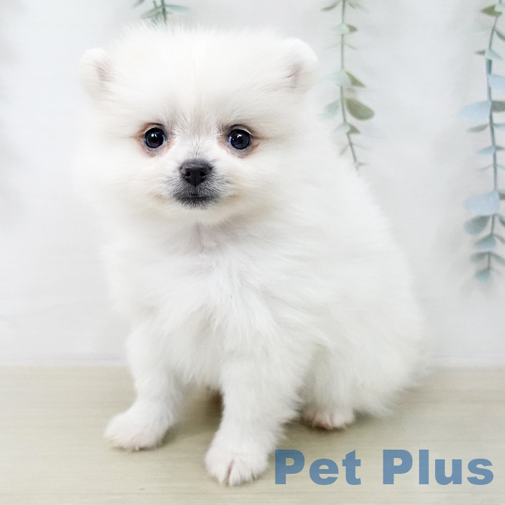 ポメラニアンの写真2