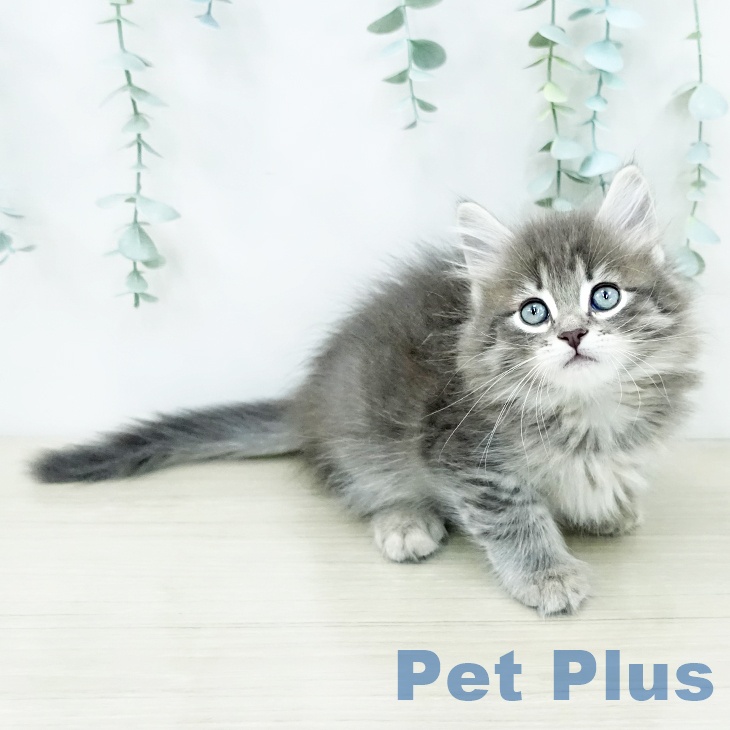 サイベリアンの写真2