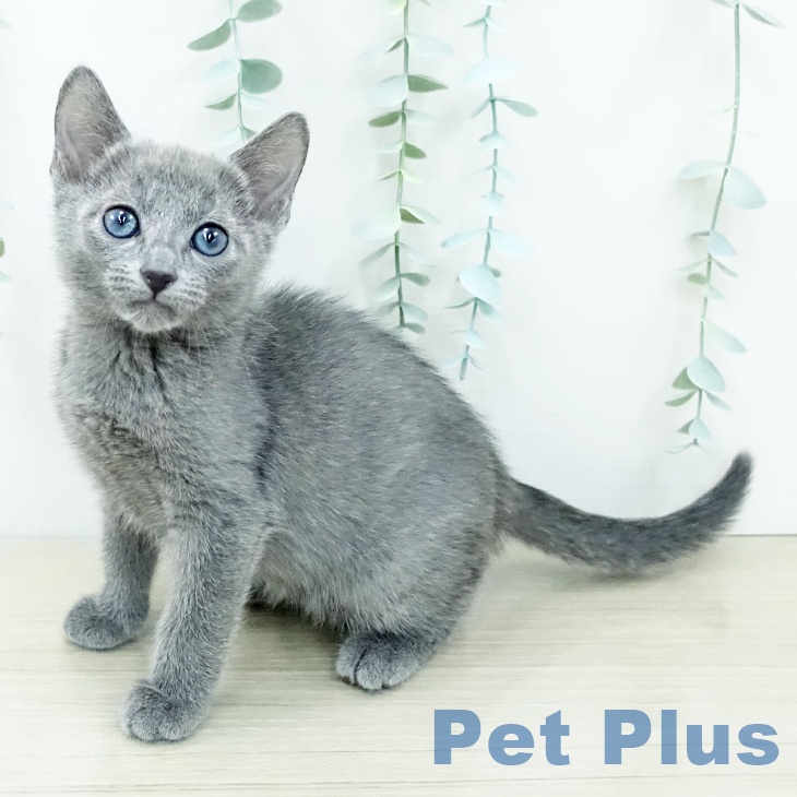 ロシアンブルー