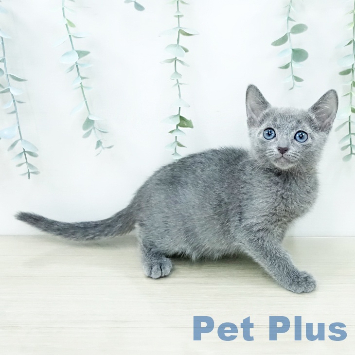 ロシアンブルー