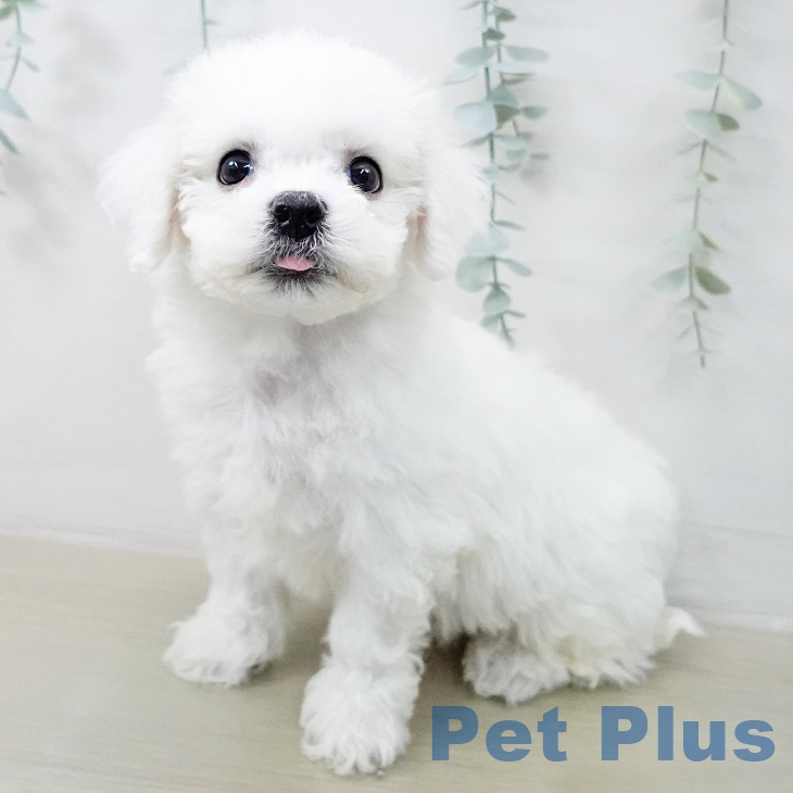 ビション・フリーゼ