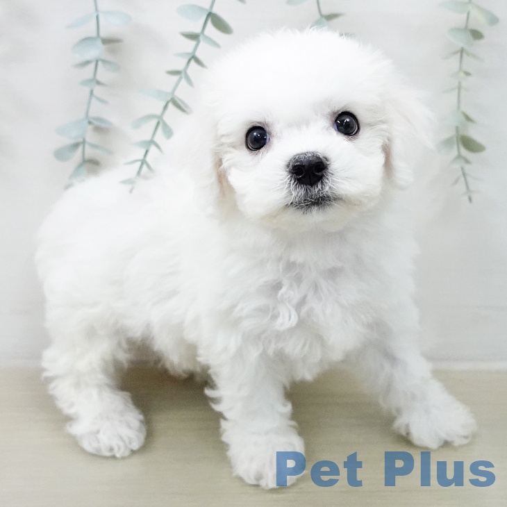 ビション・フリーゼの写真2