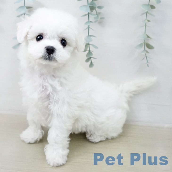 ビション・フリーゼ