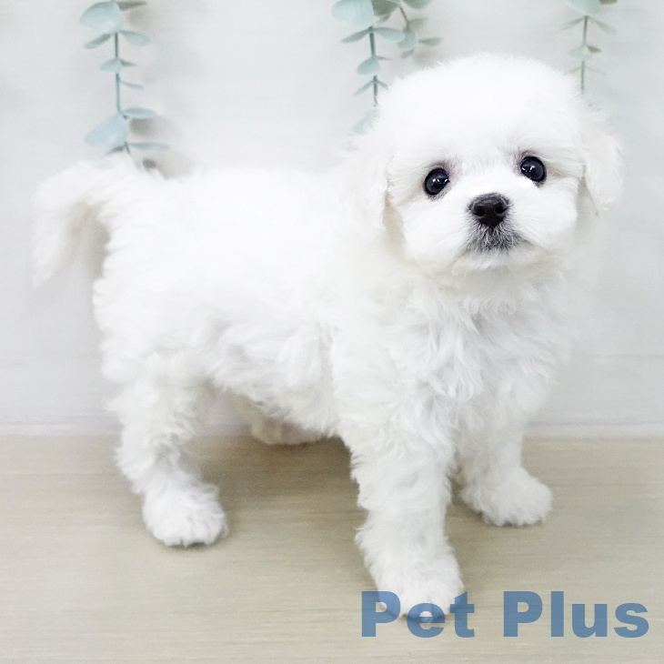 ビション・フリーゼの写真2