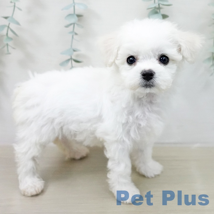 ビション・フリーゼ