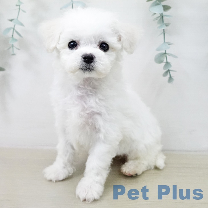 ビション・フリーゼの写真2