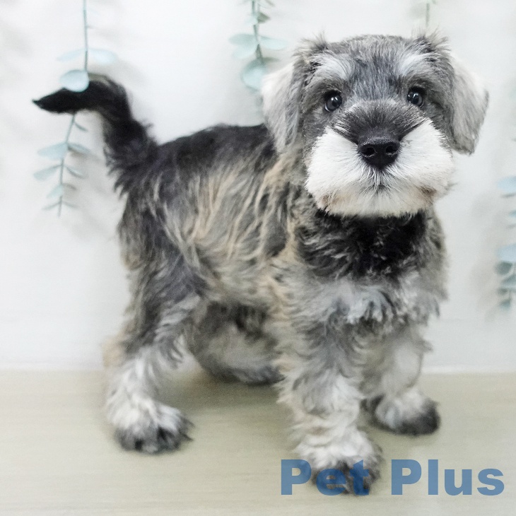 ミニチュア・シュナウザー