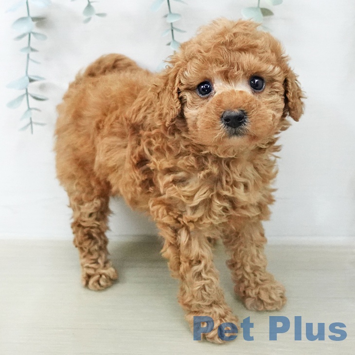 トイ・プードル