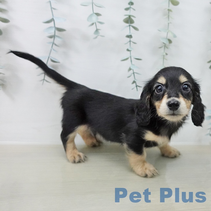 ミニチュア・ダックスフンド