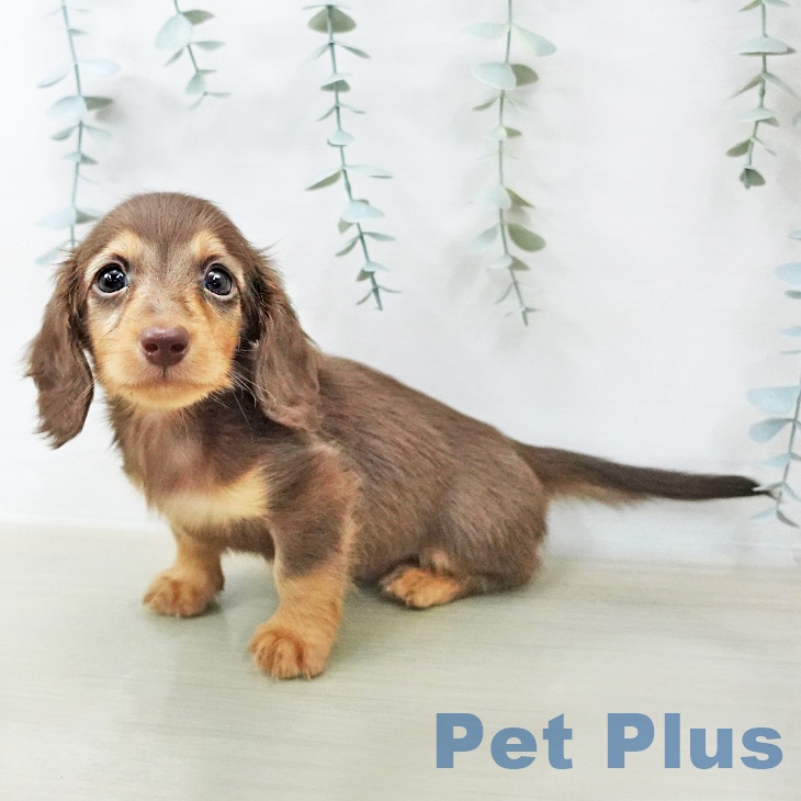 ミニチュア・ダックスフンド