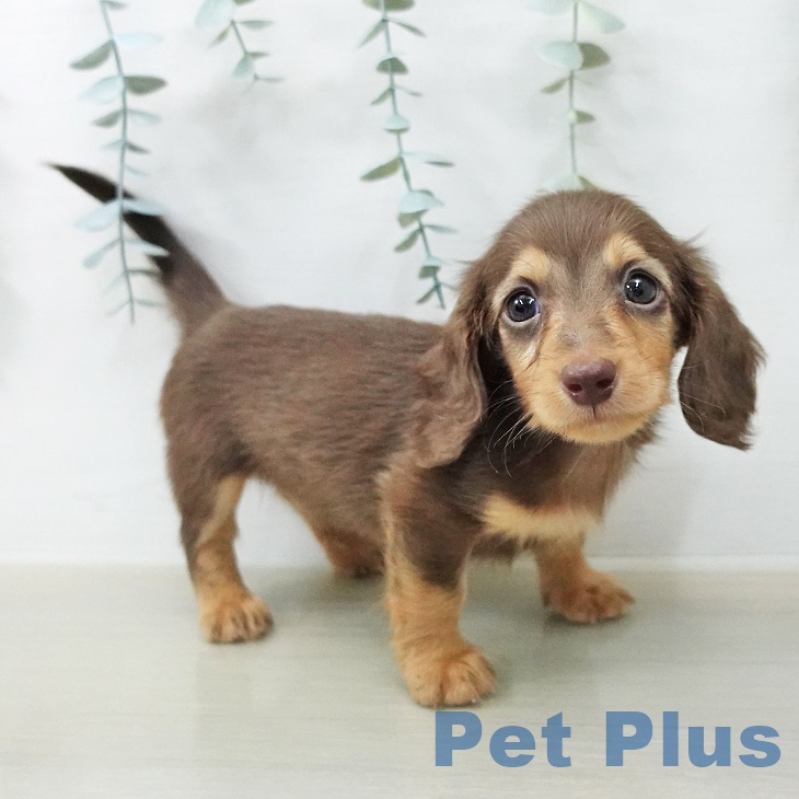 ミニチュア・ダックスフンドの写真2