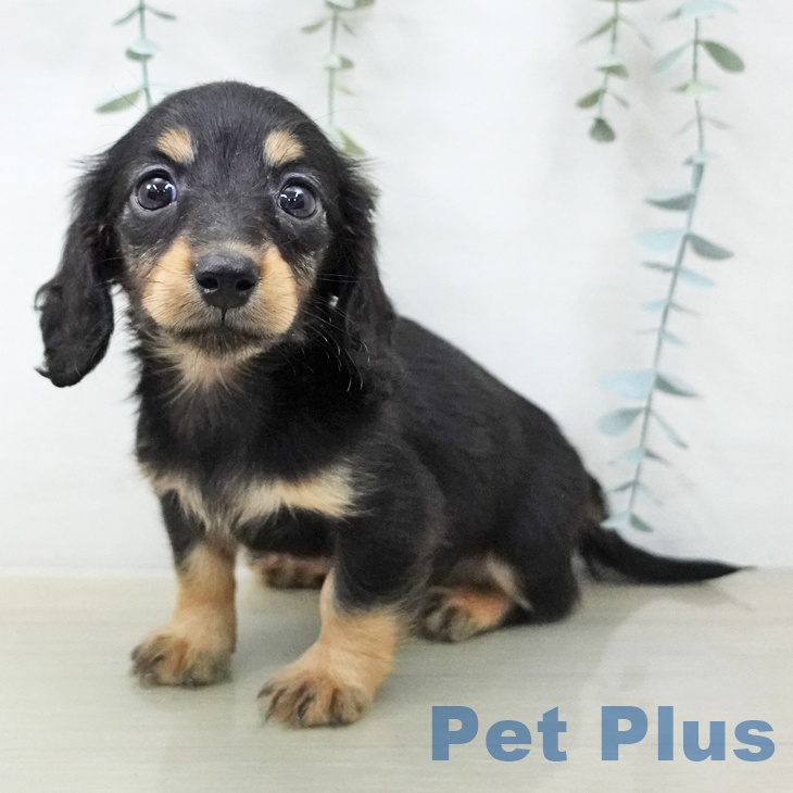 ミニチュア・ダックスフンド