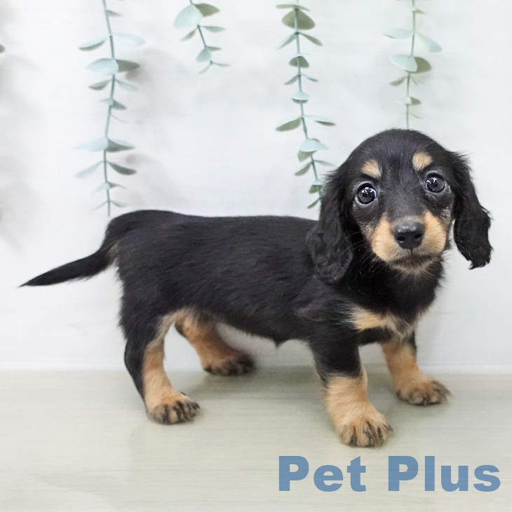 ミニチュア・ダックスフンド