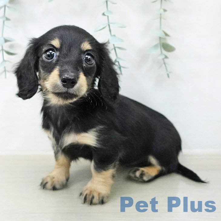 ミニチュア・ダックスフンド