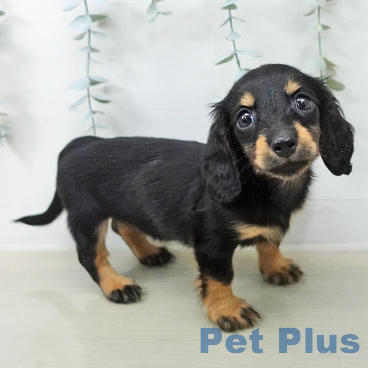 ミニチュア・ダックスフンド