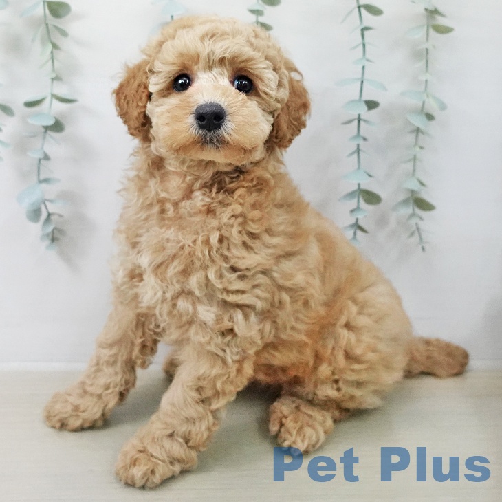 トイ・プードル