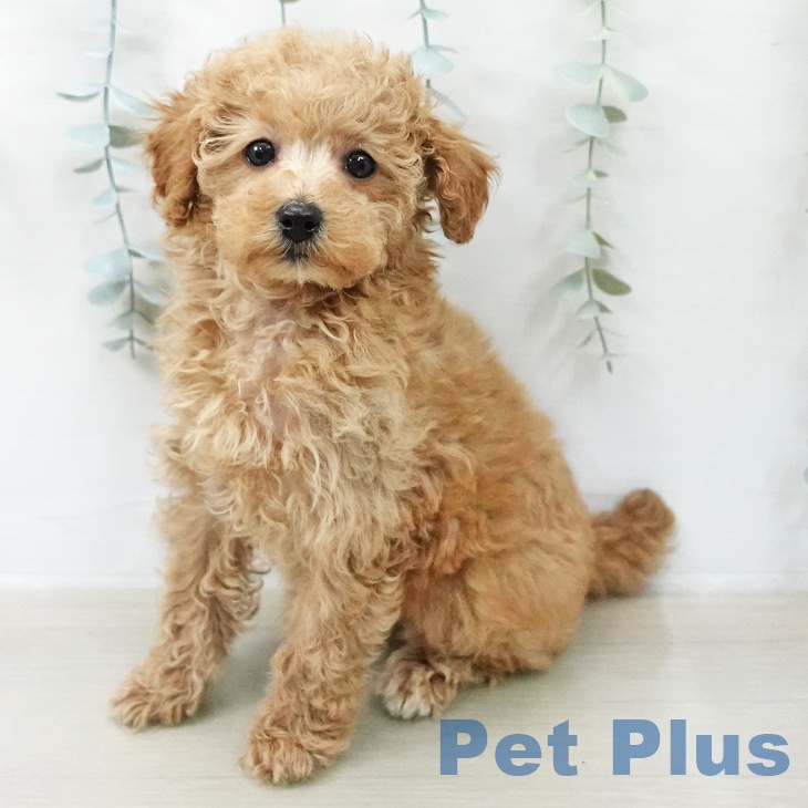 トイ・プードル