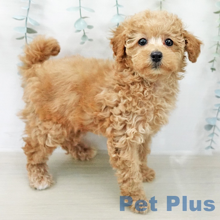 トイ・プードルの写真2