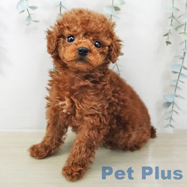 トイ・プードル