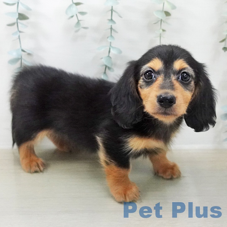 カニーンヘン・ダックスフンド