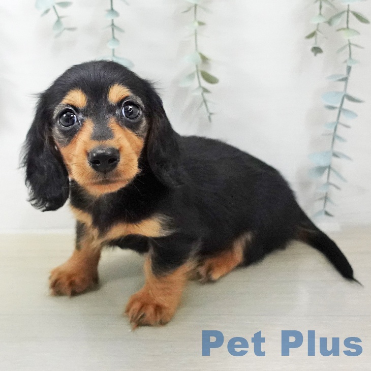 カニーンヘン・ダックスフンド