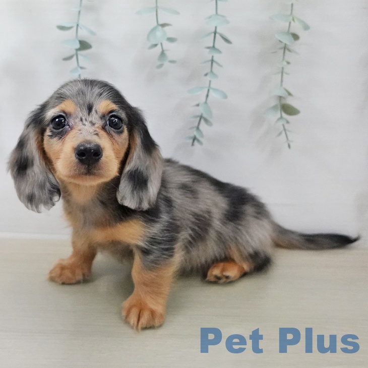 カニーンヘン・ダックスフンドの写真2