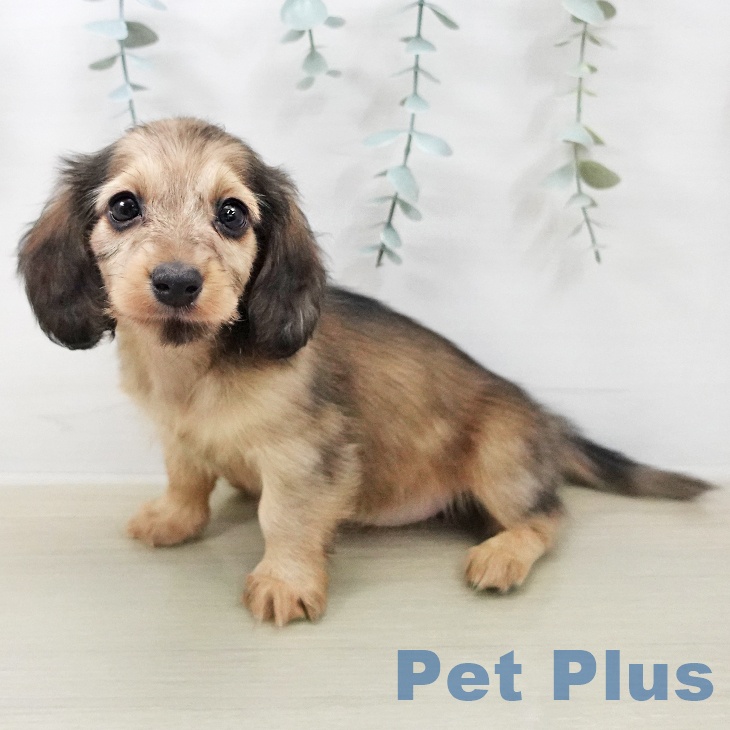 カニーンヘン・ダックスフンド