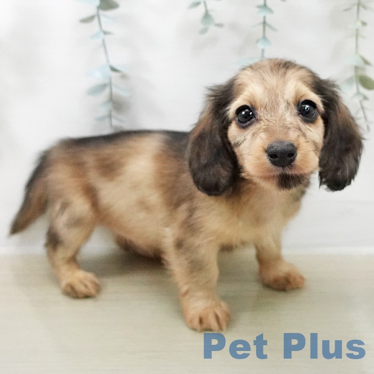 カニーンヘン・ダックスフンドの写真2