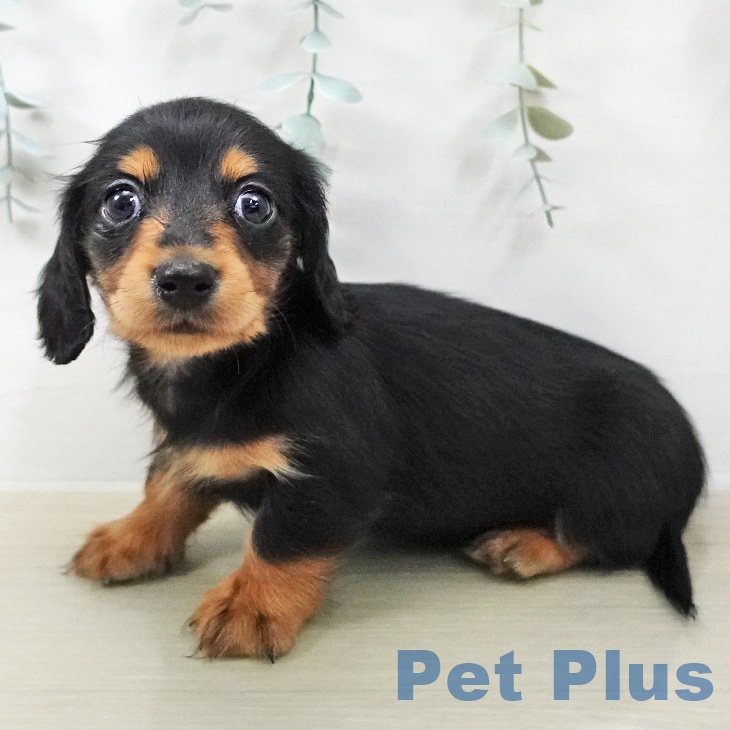 カニーンヘン・ダックスフンド