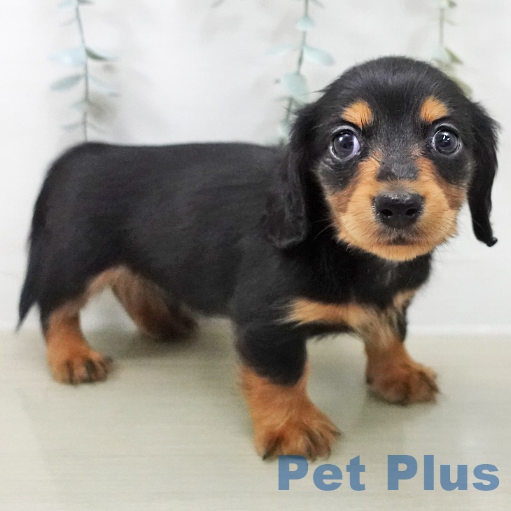 カニーンヘン・ダックスフンドの写真2