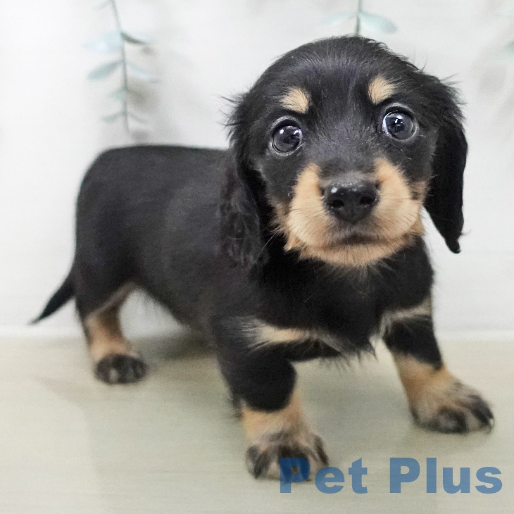 カニーンヘン・ダックスフンド