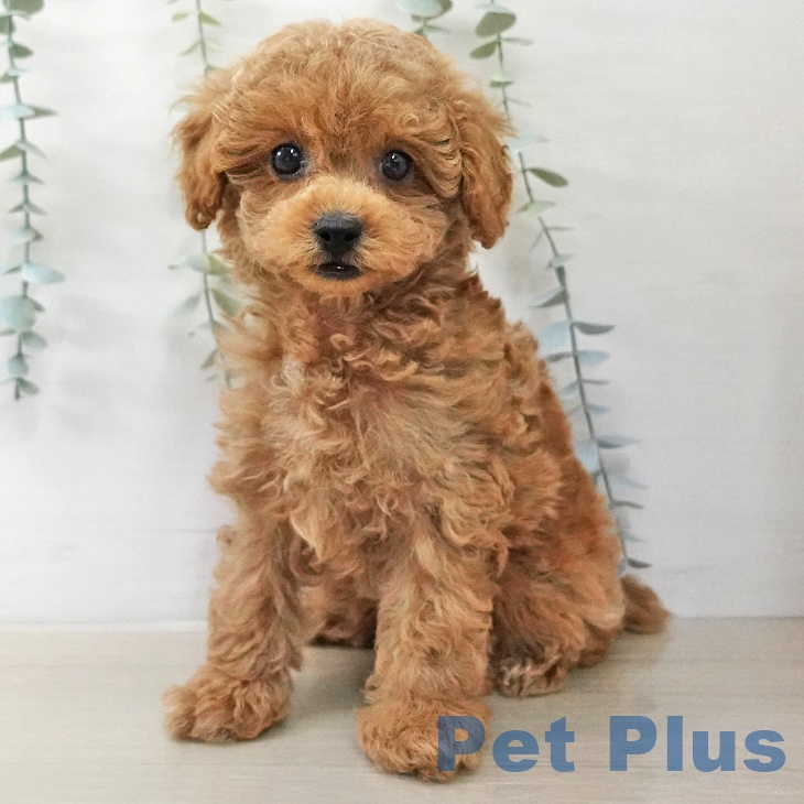 トイ・プードル