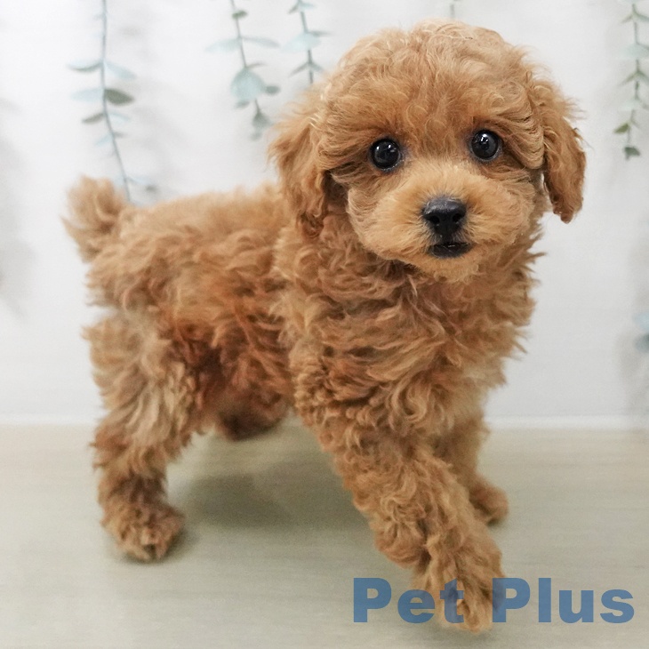 トイ・プードルの写真2