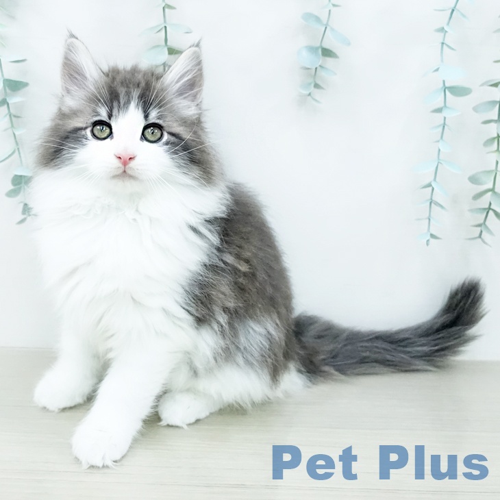 ノルウェージャンフォレストキャット