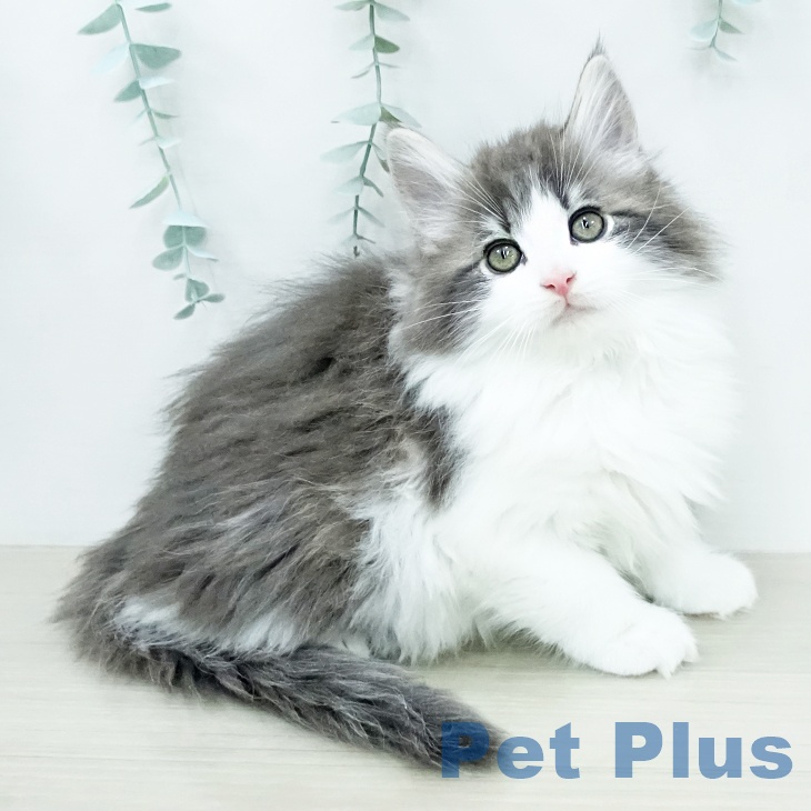 ノルウェージャンフォレストキャットの写真2