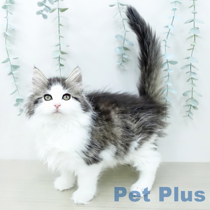 ノルウェージャンフォレストキャット