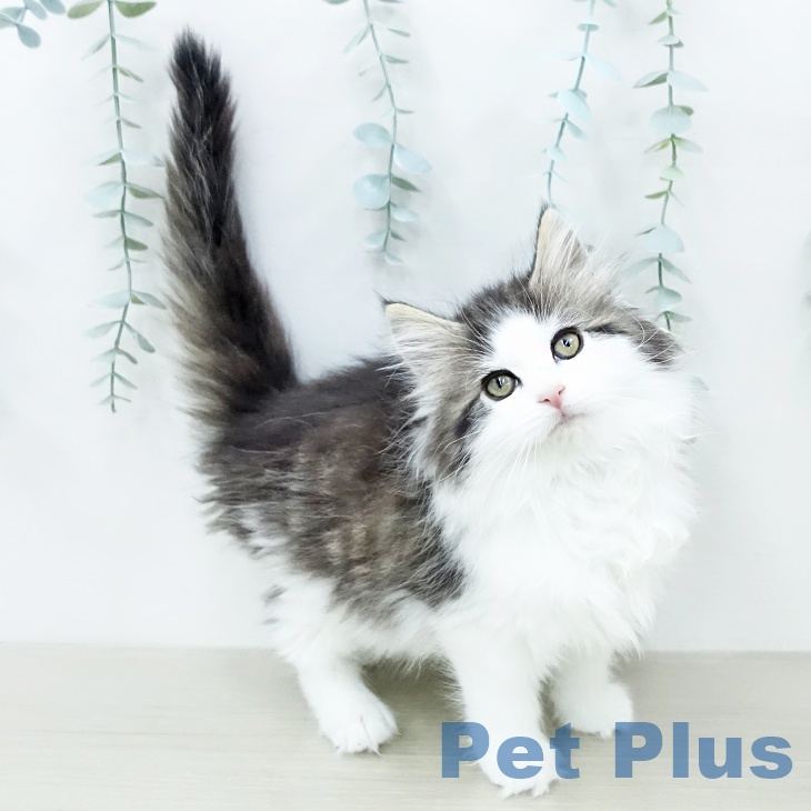 ノルウェージャンフォレストキャットの写真2