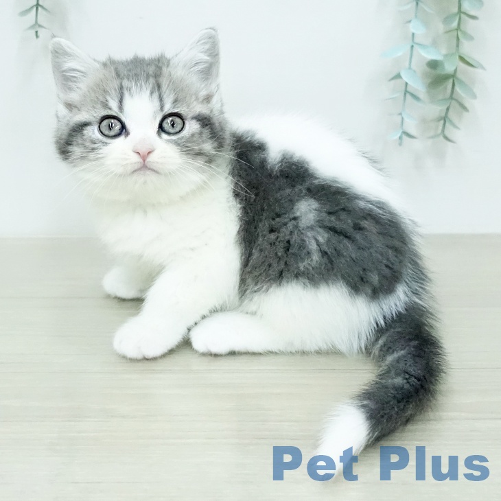 スコティッシュフォールド