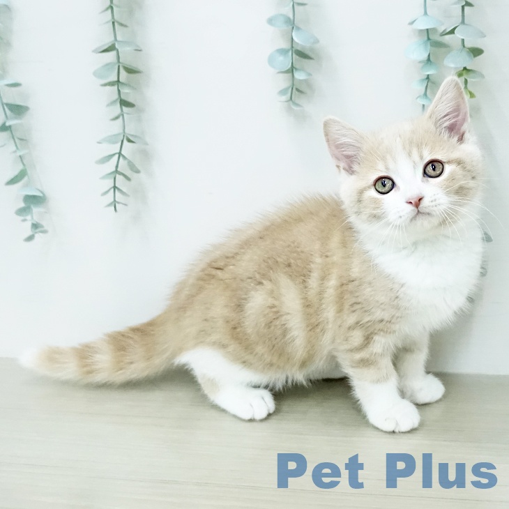 スコティッシュフォールド