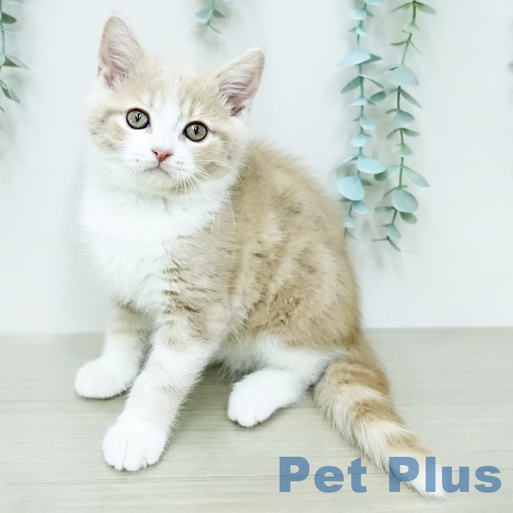 スコティッシュフォールドの写真2