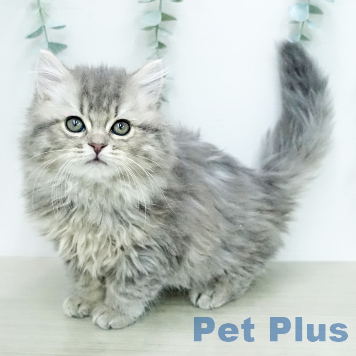 スコティッシュフォールド