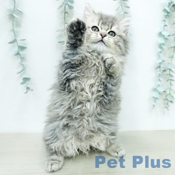 スコティッシュフォールドの写真2