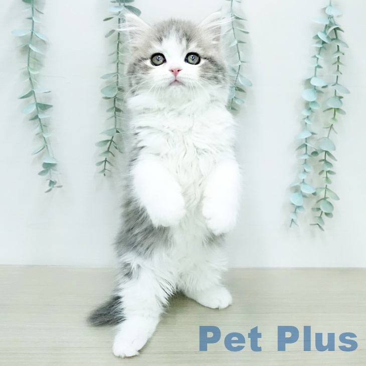 スコティッシュフォールド