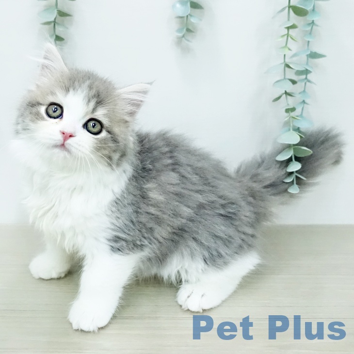 スコティッシュフォールド